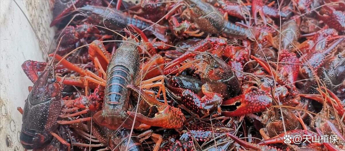 龍魚和龍蝦能否一起混養？