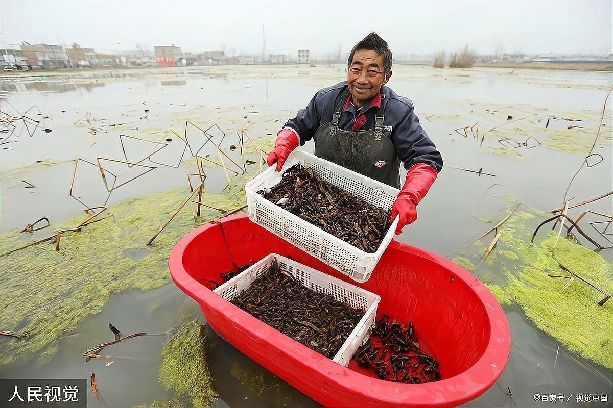 龍魚和龍蝦能否一起混養？