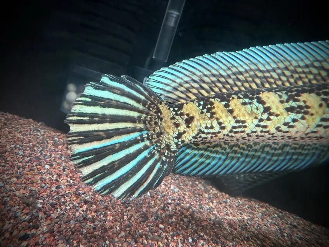 能推薦幾款適合拍攝龍魚(yú)的魚(yú)眼鏡頭嗎 能推薦幾款適合拍攝龍魚(yú)的魚(yú)眼鏡頭嗎 龍魚(yú)百科 第3張