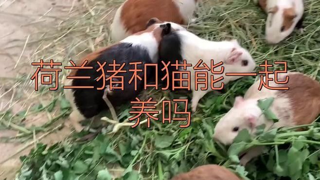 荷蘭豬和哪些寵物可以一起養(yǎng)（可以與荷蘭豬一起養(yǎng)的寵物有哪些？）