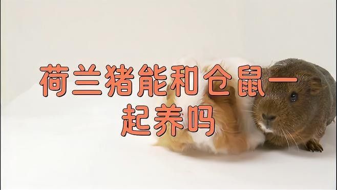 荷蘭豬和哪些寵物可以一起養(yǎng)（可以與荷蘭豬一起養(yǎng)的寵物有哪些？）
