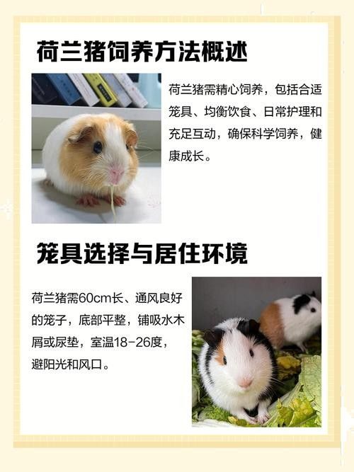 荷蘭豬和哪些寵物可以一起養(yǎng)（可以與荷蘭豬一起養(yǎng)的寵物有哪些？）