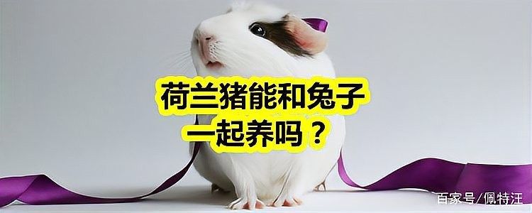 荷蘭豬和哪些寵物可以一起養(yǎng)（可以與荷蘭豬一起養(yǎng)的寵物有哪些？）