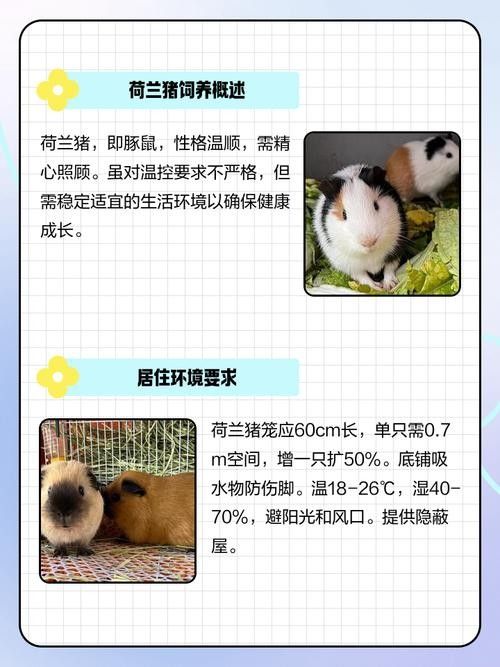 荷蘭豬和哪些寵物可以一起養(yǎng)（可以與荷蘭豬一起養(yǎng)的寵物有哪些？）