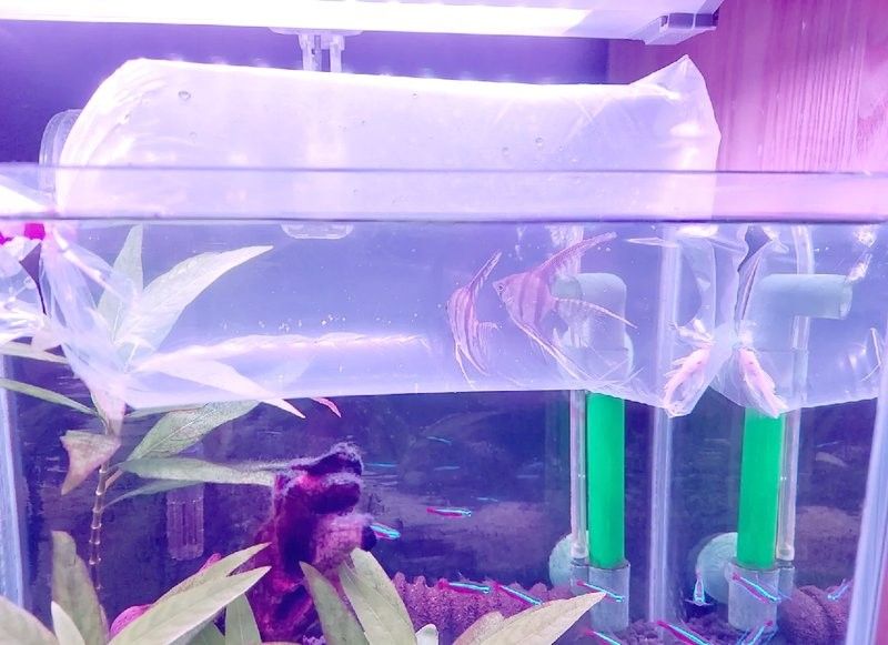 如何設置七鰭過背金龍的水族箱溫度（如何設置七鰭過背金龍的水族箱水溫）