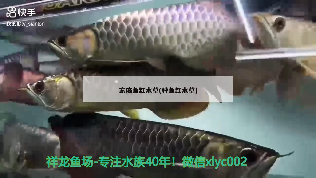 家庭魚缸水草(種魚缸水草)（家庭魚缸水草和種魚缸水草的介紹）