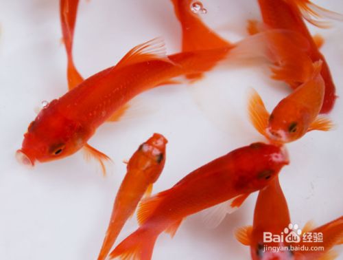 龍魚體表細菌感染圖解大全（龍魚體表細菌感染圖解大全圖片）（龍魚體表細菌感染的癥狀） 龍魚體表細菌感染圖解大全（龍魚體表細菌感染圖解大全圖片）（龍魚體表細菌感染的癥狀） 觀賞魚百科