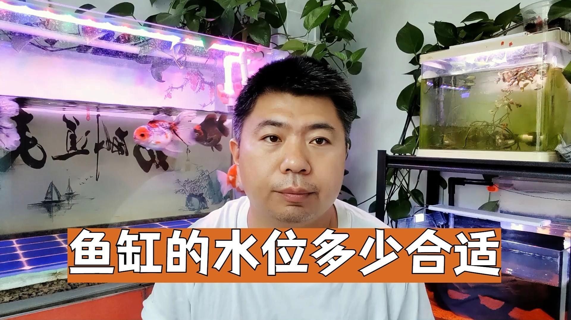 龍魚虎魚魟魚混養(yǎng)需要多大的缸（養(yǎng)魚老道聽，龍魚虎魚中魚混養(yǎng)需要多大的缸蓋？）