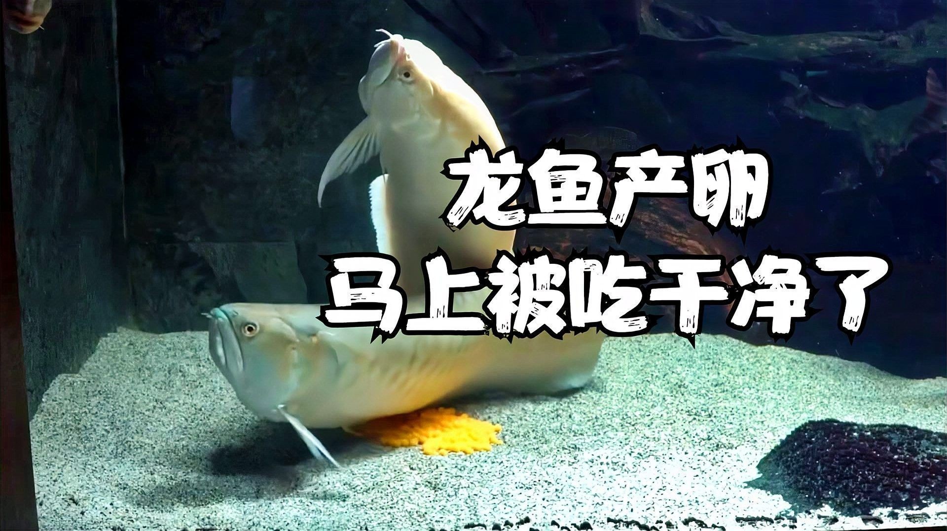 龍魚繁殖期有哪些行為表現？（龍魚在繁殖期會表現出以下典型行為與配對、產卵及護卵過程密切相關）