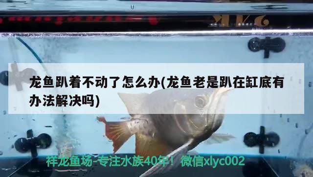 龍魚趴著不動了怎么辦(龍魚老是趴在缸底有辦法解決嗎)