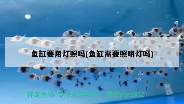 魚缸要用燈照嗎(魚缸需要照明燈嗎)