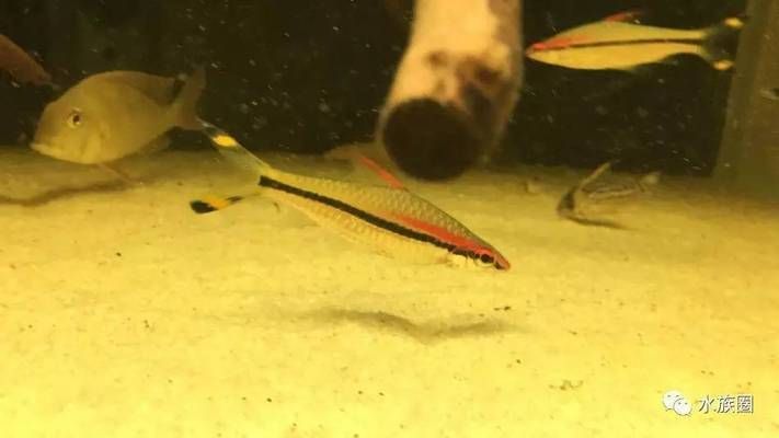 河北高碑店觀賞魚批發(fā)市場地址（河北高碑店觀賞魚批發(fā)市場地址電話）（河北高碑店觀賞魚批發(fā)市場）
