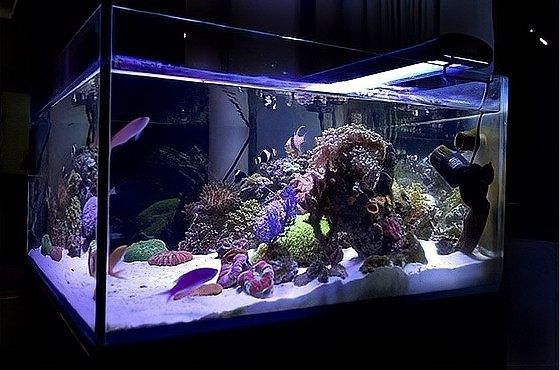 如何調節金龍魚缸的pH值