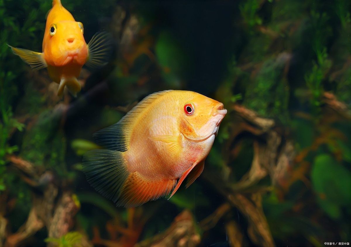 龍魚漲肚能自愈嗎（關于龍魚漲肚能否自愈，龍魚漲肚能否自愈取決于多種因素）