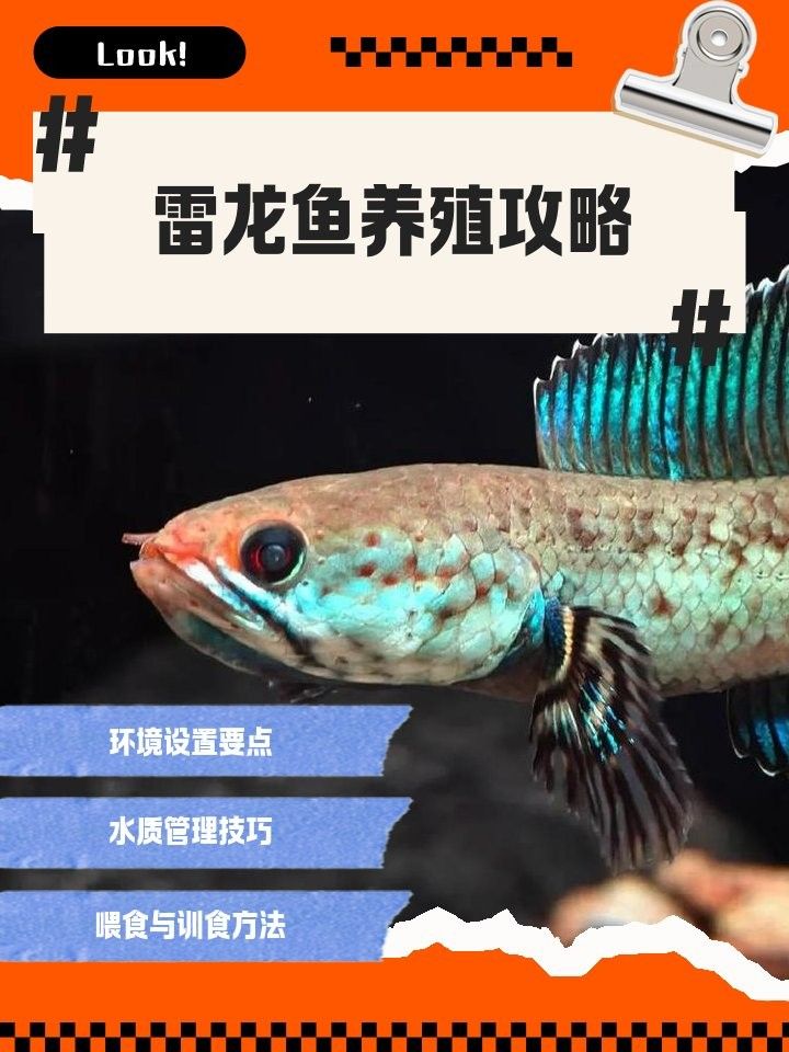 雷龍魚需要開燈多久