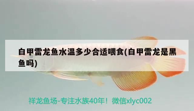 白甲雷龍魚水溫多少合適喂食(白甲雷龍是黑魚嗎) 白甲雷龍魚水溫多少合適喂食(白甲雷龍是黑魚嗎) 觀賞魚百科