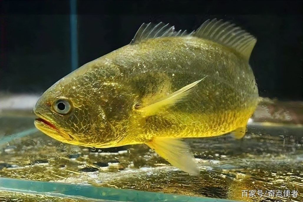 白金龍魚中哪種來源最稀有？（白金龍魚中哪種來源最容易飼養？）