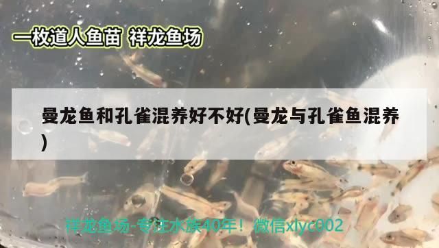 魚缸 曼龍魚和孔雀混養好不好(曼龍與孔雀魚混養)(曼龍魚和孔雀混養好不好) 觀賞魚百科 曼龍魚和孔雀混養好不好(曼龍與孔雀魚混養)(曼龍魚和孔雀混養好不好) 曼龍魚和孔雀混養好不好(曼龍與孔雀魚混養)(曼龍魚和孔雀混養好不好) 觀賞魚百科