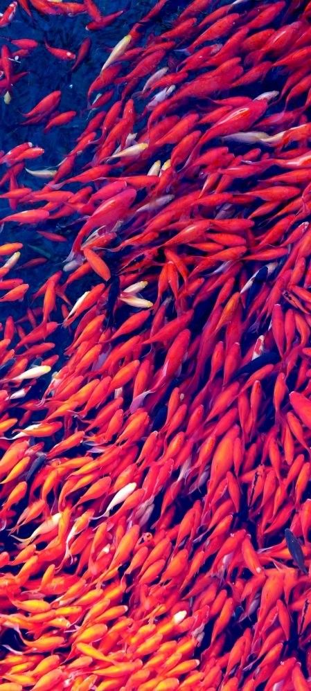 給我推薦一些紅龍魚高清壁紙網站（如何獲取紅龍魚高清壁紙）