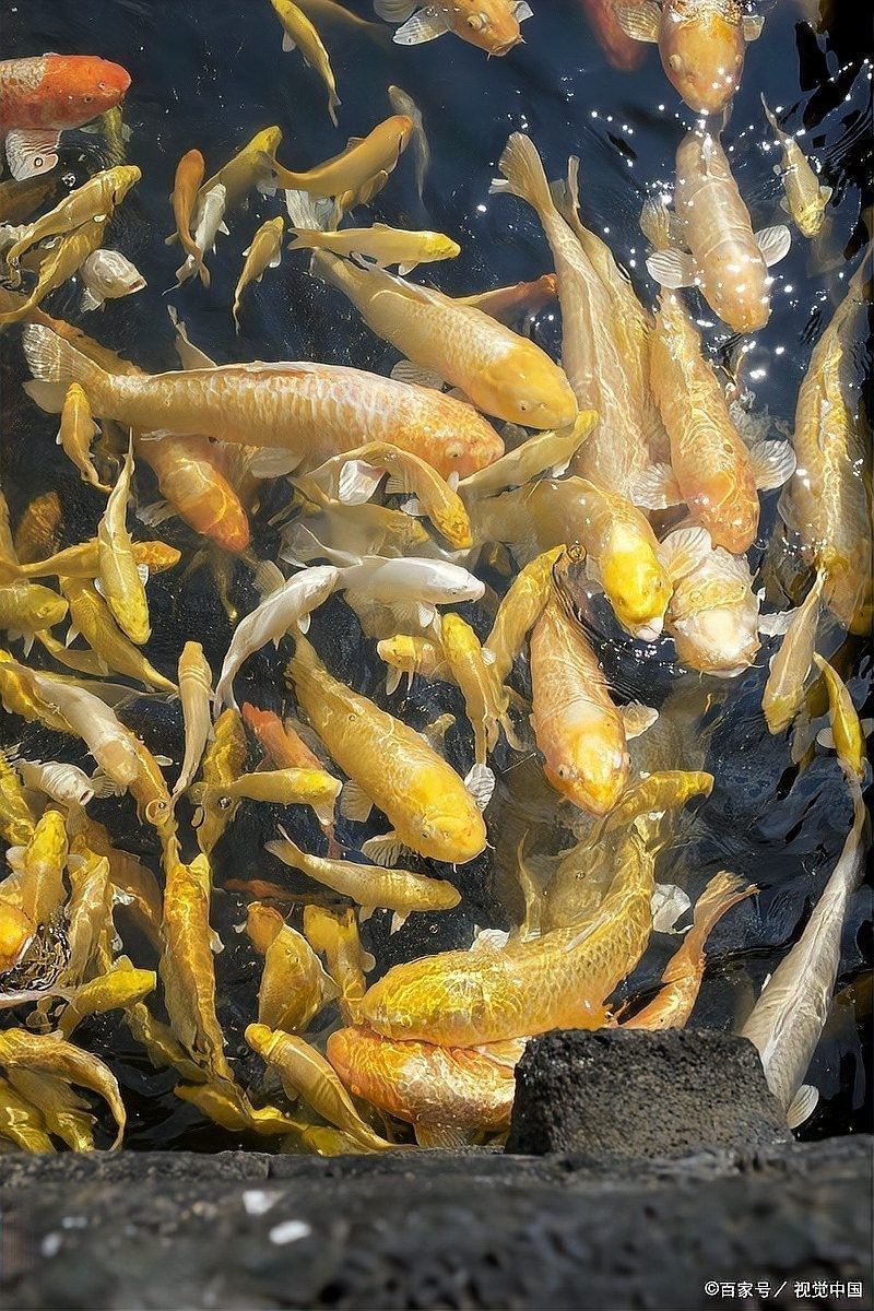 金龍魚吃葡萄的最佳時間（關于金龍魚吃葡萄的最佳時間）