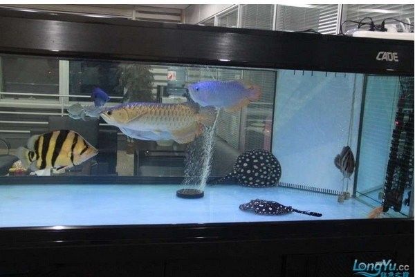 如何預防龍魚攻擊魟魚（龍魚和什么魚混養好）