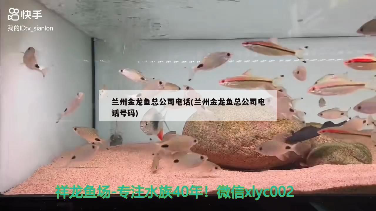 蘭州金龍魚總公司電話(蘭州金龍魚總公司電話號碼)（蘭州金龍魚總公司電話）