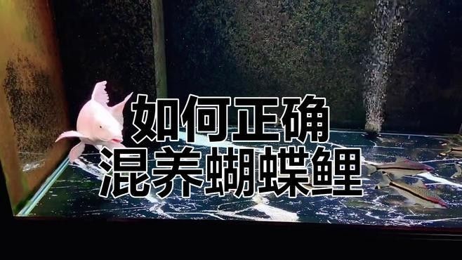 蝴蝶鯉混養(yǎng)的最佳搭配是什么？（蝴蝶鯉和錦鯉混養(yǎng)的最佳搭配是什么）