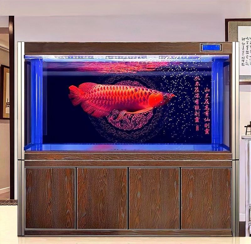 深海龍魚繁殖過程中有哪些風險（深海龍魚的繁殖過程充滿挑戰）