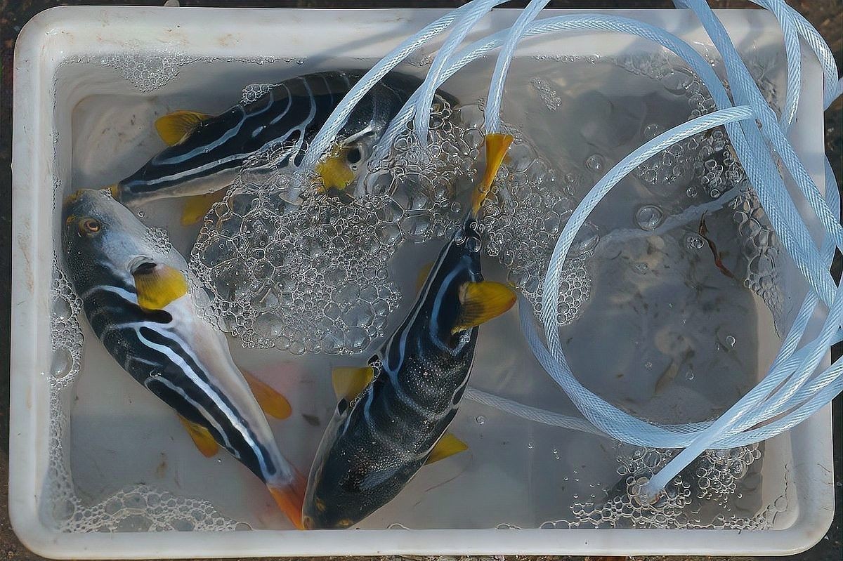 深海龍魚繁殖過程中有哪些風險（深海龍魚的繁殖過程充滿挑戰(zhàn)）
