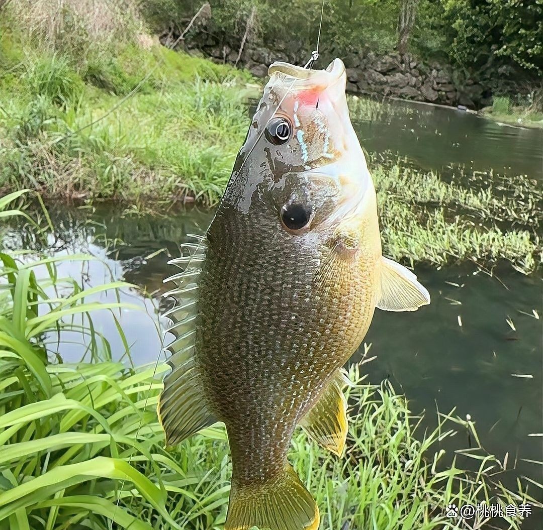 黑魚有哪些烹飪方法？（博禾醫(yī)生黑魚怎么做好吃博禾醫(yī)生教你黑魚湯的做法）