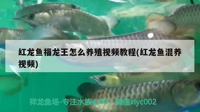 白化恐龍魚好養(yǎng)嗎(白化龍魚百度百科)（福龍王怎么養(yǎng)殖視頻教程）