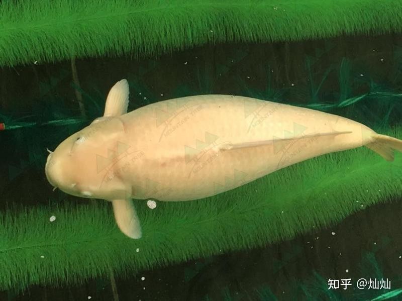 如何判斷金龍魚是否達到繁殖年齡（如何判斷金龍魚的繁殖年齡？）