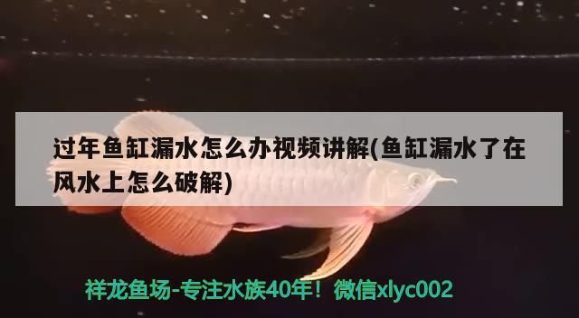 過年魚缸漏水怎么辦視頻講解(魚缸漏水了在風水上怎么破解)（過年魚缸漏水怎么辦）