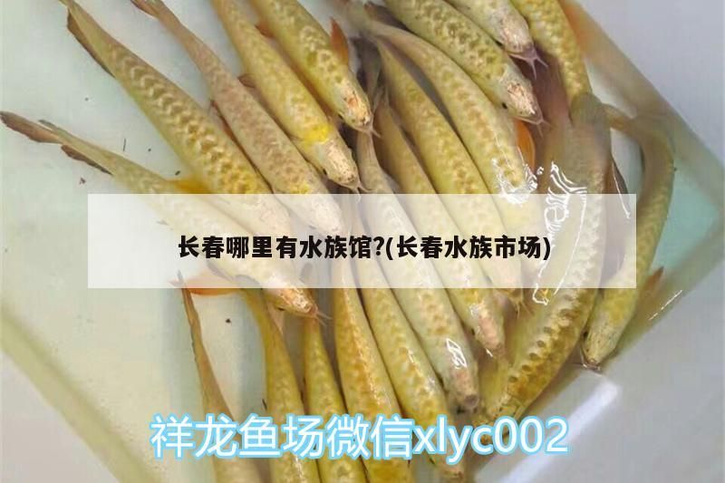 長春哪里有水族館?(長春水族市場)（長春中泰海洋主題購物中心海洋主題購物中心海洋世界）