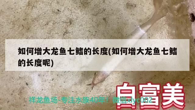 如何增大龍魚七鰭的長度(如何增大龍魚七鰭的長度呢)（如何增大龍魚七鰭的長度）