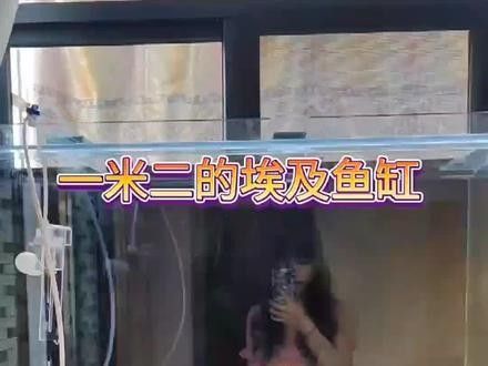 如何設置彩蝶埃及缸的過濾系統（如何設置彩蝶埃及缸過濾系統）