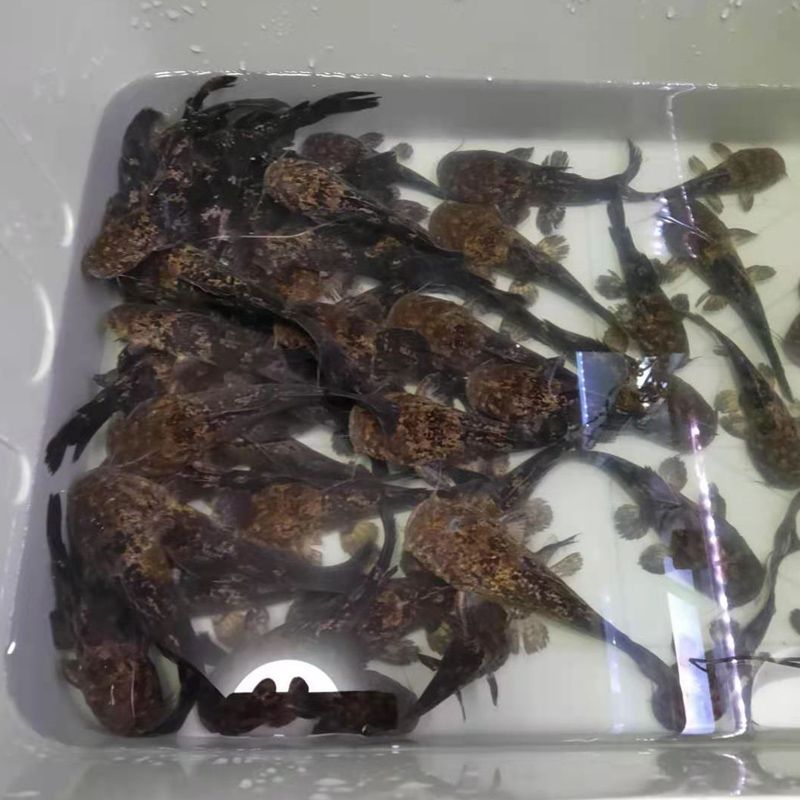 祥龍魚場的線下批發基地地址具體在哪里？