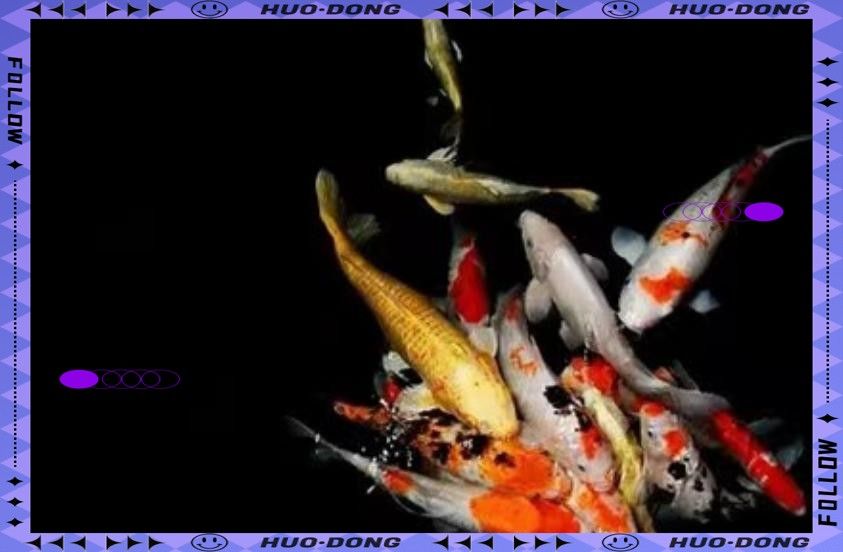 紅龍在風(fēng)水中的寓意是什么（紅龍魚的風(fēng)水與風(fēng)水意義）