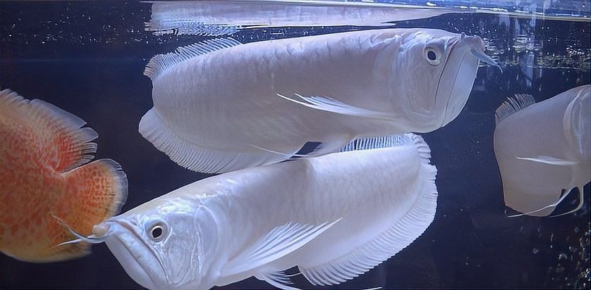 紅龍在風(fēng)水中的寓意是什么（紅龍魚的風(fēng)水與風(fēng)水意義）
