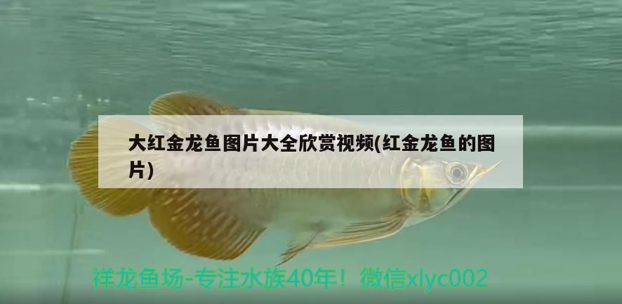 大紅金龍魚圖片大全欣賞視頻(紅金龍魚的圖片)（大紅金龍魚圖片大全）