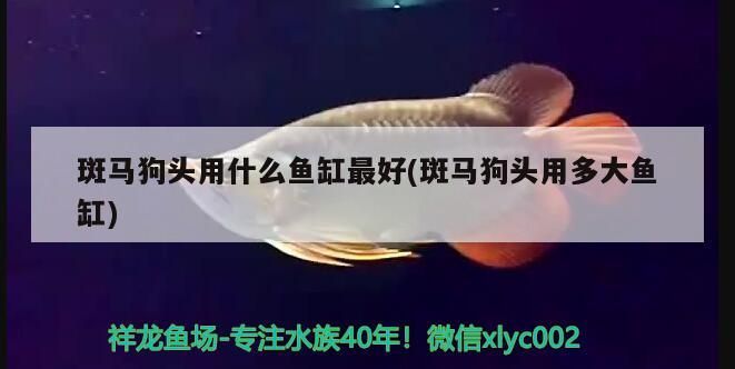 斑馬狗頭用什么魚缸最好(斑馬狗頭用多大魚缸)（斑馬狗頭用什么魚缸最好，）