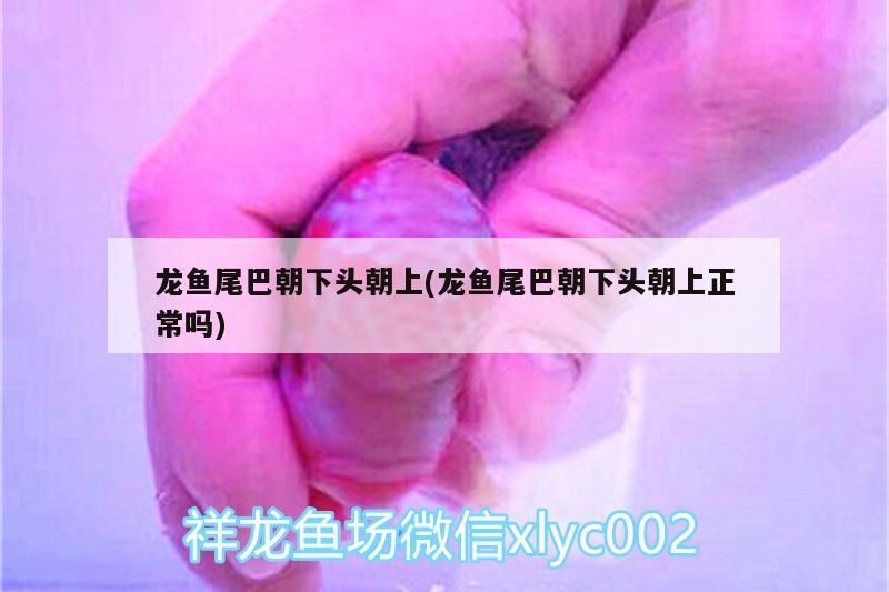 龍魚尾巴朝下頭朝上(龍魚尾巴朝下頭朝上正常嗎)（龍魚尾巴朝下頭朝上正常嗎）