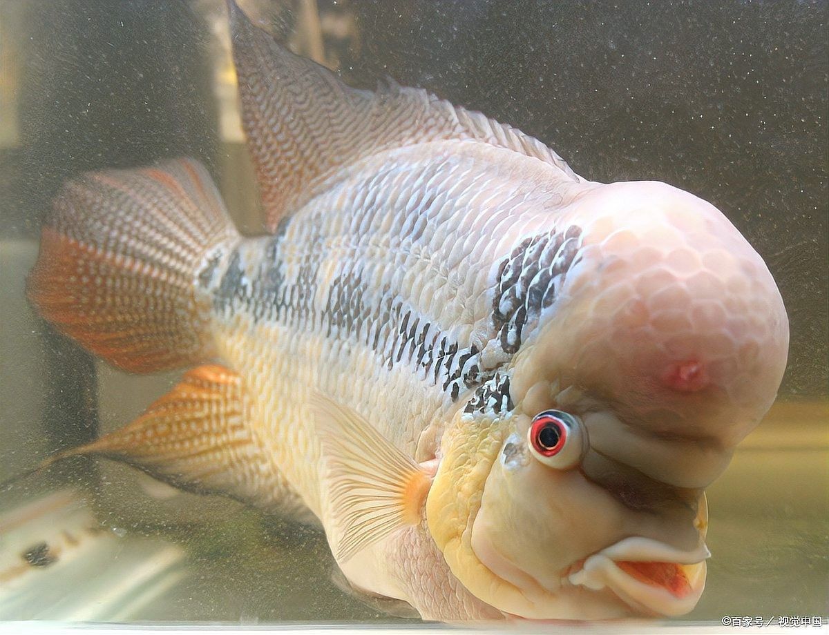龍魚身上有白膜會(huì)自愈嗎（龍魚身上出現(xiàn)白膜能否自愈）