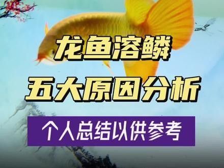 如何判斷龍魚溶鱗是否嚴(yán)重？（刀哥養(yǎng)魚入坑記水族大紅魚龍魚鱗片問題解析龍魚溶鱗）