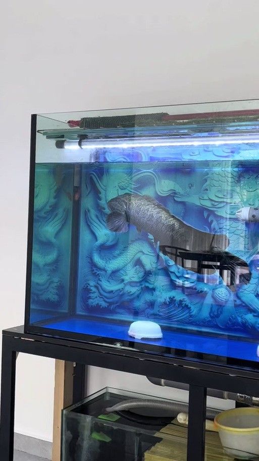 龍魚黑缸的裝飾建議（魚黑缸的裝飾建議）