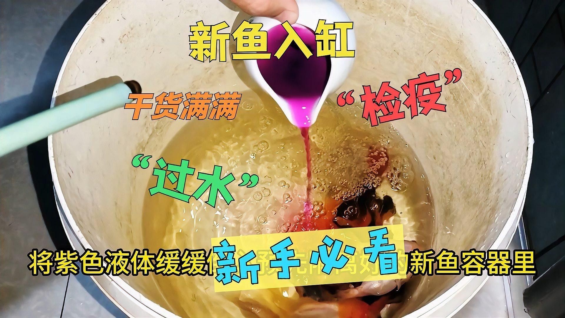 如何給新魚進(jìn)行檢疫？（如何給新魚進(jìn)行檢疫）