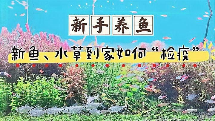 如何給新魚進(jìn)行檢疫？（如何給新魚進(jìn)行檢疫）