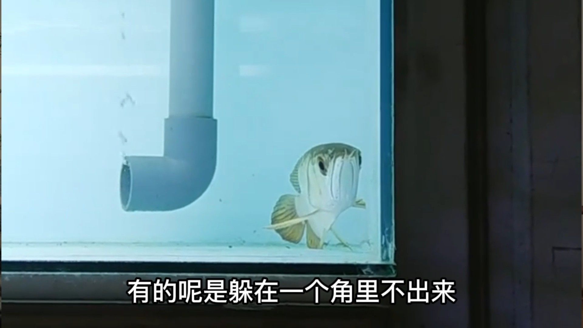 龍魚躲藏如何提供躲避物（新手養龍全攻略瑞秋好物分享‘趴缸’揭秘背后真相與高效解救策略）