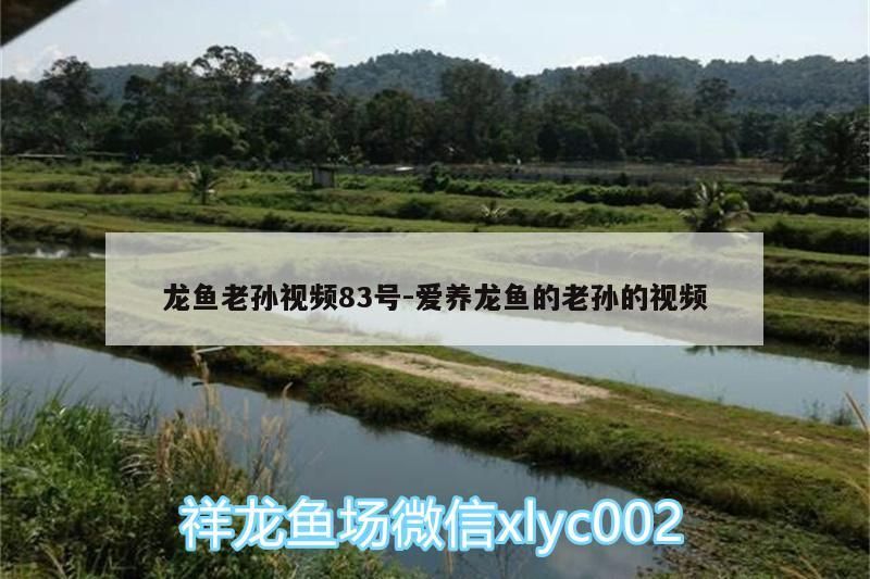 龍魚老孫視頻83號:愛養龍魚的老孫的視頻（愛養龍魚的老孫視頻83號）