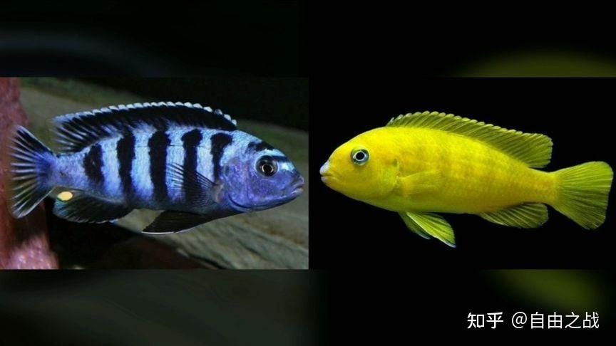 北方的觀賞魚品種：北方觀賞魚品種之紅鯽魚
